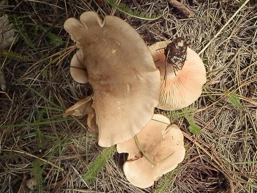 Entoloma whiteae image