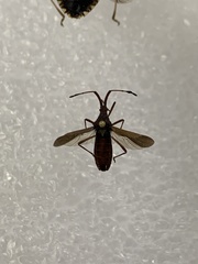 Chariesterus antennator