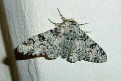 Biston betularia