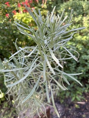 Tournefortia gnaphalodes