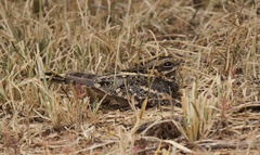 Caprimulgidae