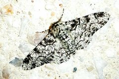 Biston betularia
