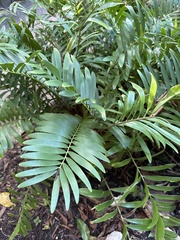 Zamia integrifolia