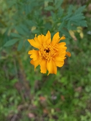 Tagetes