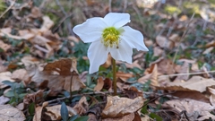 Helleborus niger