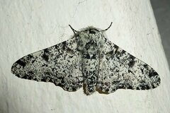 Biston betularia