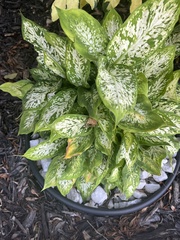 Syngonium angustatum