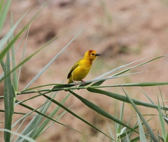 Ploceus castaneiceps