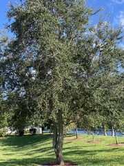 Quercus virginiana