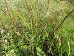 Plantago