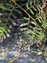 Pteridium