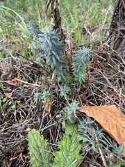Linaria purpurea