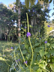 Stachytarpheta cayennensis