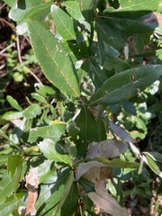 Quercus laurifolia