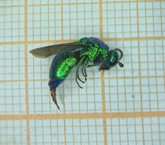 Stilbum