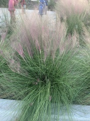 Muhlenbergia