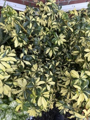 Heptapleurum arboricola