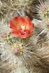 Cylindropuntia wolfii