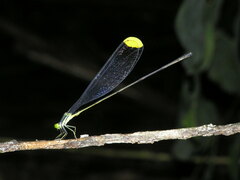 Microstigma rotundatum
