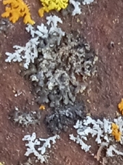Phaeophyscia ciliata