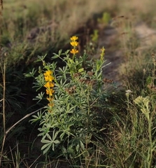 Lupinus luteus