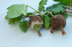 Podosphaera mors-uvae