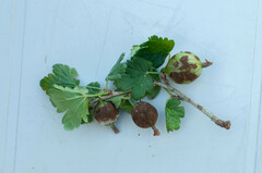 Podosphaera mors-uvae