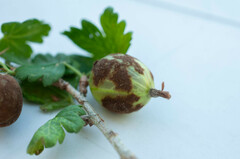 Podosphaera mors-uvae