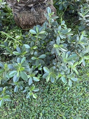 Ficus microcarpa