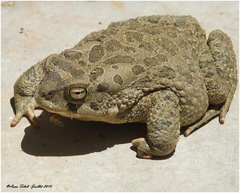Sclerophrys mauritanica