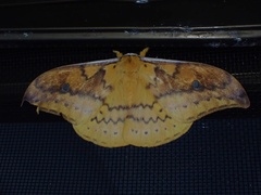 Syntherata janetta