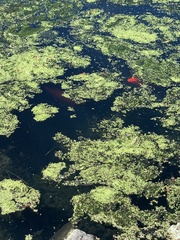 Azolla rubra