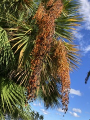 Acoelorraphe wrightii