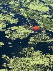 Azolla rubra