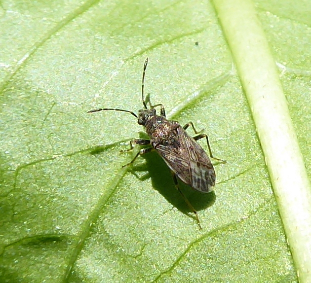 Stigmatonotum capucinum