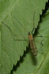 Limonia nigropunctata