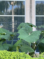 Xanthosoma sagittifolium