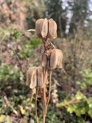 Fritillaria atropurpurea
