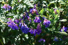 Vicia amurensis