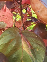 Acalypha