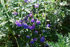 Vicia amurensis