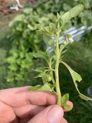 Solanum physalifolium nitidibaccatum