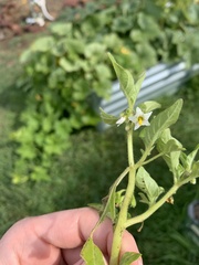 Solanum physalifolium nitidibaccatum