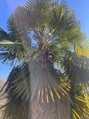 Trachycarpus fortunei