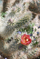 Cylindropuntia wolfii