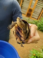 Kinosternon leucostomum