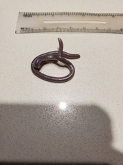 Trilepida macrolepis