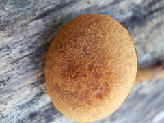 Phaeomarasmius proximans