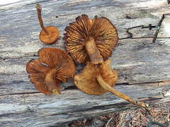 Phaeomarasmius proximans