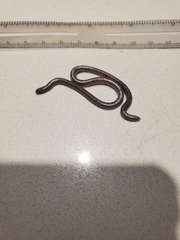 Trilepida macrolepis